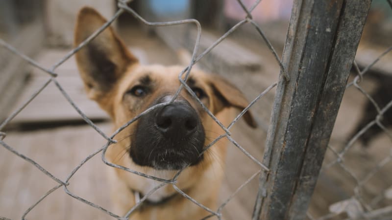 Případ týraného psa otřásl Rakovníkem: Úřady nepomohly, Hero bojuje v útulku o život 