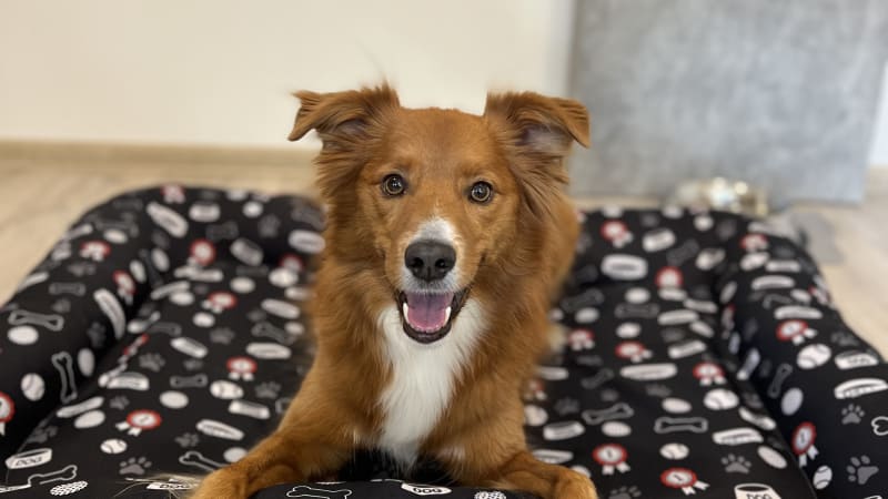 Jak povel „Místo“ přináší klid i ve společnosti: rozhovor s trenérem psů