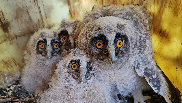 Plastové kanystry v přírodě mohou být i k dobru, hnízdí v nich mizející ptáci