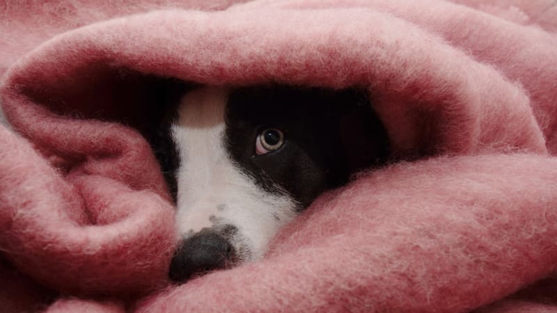 Silvestr je noční můrou pro domácí mazlíčky. Podívejte se, jak jim usnadnit noc plnou stresu