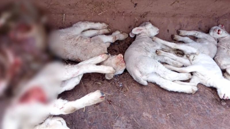 Vlci na Broumovsku zmasakrovali stádo ovcí. Paseka, která se nedá popsat, smutní chovatelka