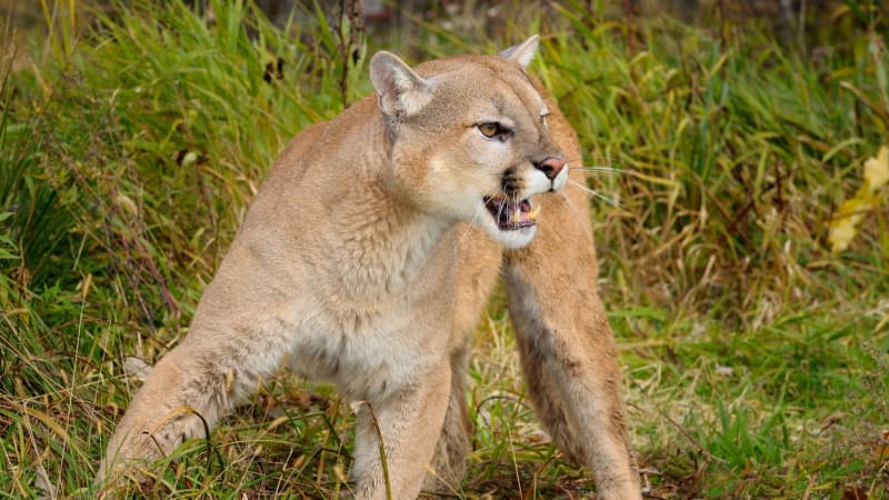 Puma zřejmě zabila ženu: Turisté ji našli v Coloradu ležet na zemi, šelmu zahnali kameny