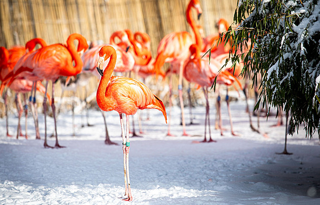 V ostravské zoo uhynul nejstarší plameňák, samice měla nejméně padesát let