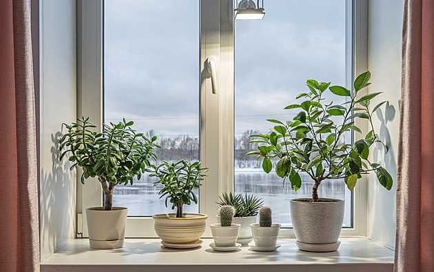 Za okny mráz, doma suchý vzduch. Jak opečovat pokojovky, aby nepřišly k úhoně