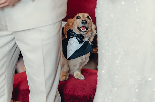 Třináct koček, kůň i známý člen paddocku. Podívejte se na mazlíčky pilotů formule 1