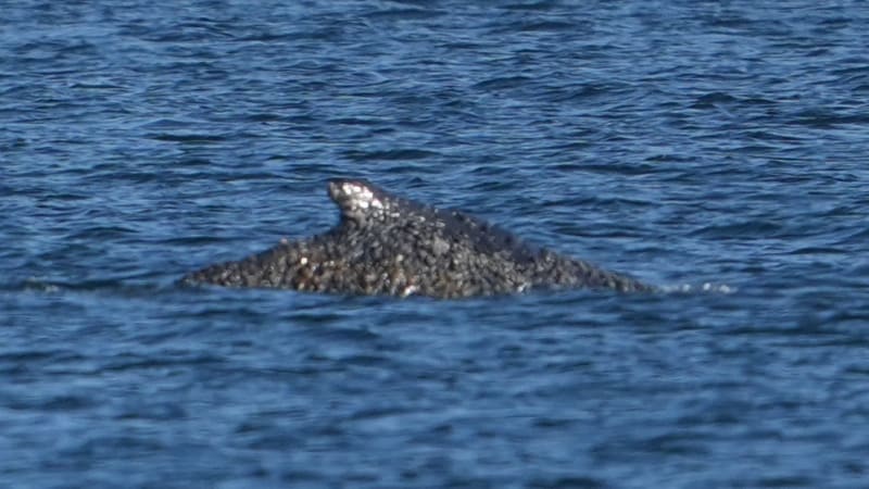 Uvízlá velryba z Baltu je zachráněna. Pluje volně mořem