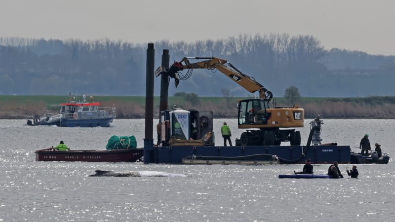 Sledujte ŽIVĚ: Boj o život uvízlé velryby. Je jí lépe, tvrdí odborníci před složitou operací